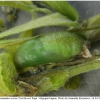 pol icarus pupa2 volg1